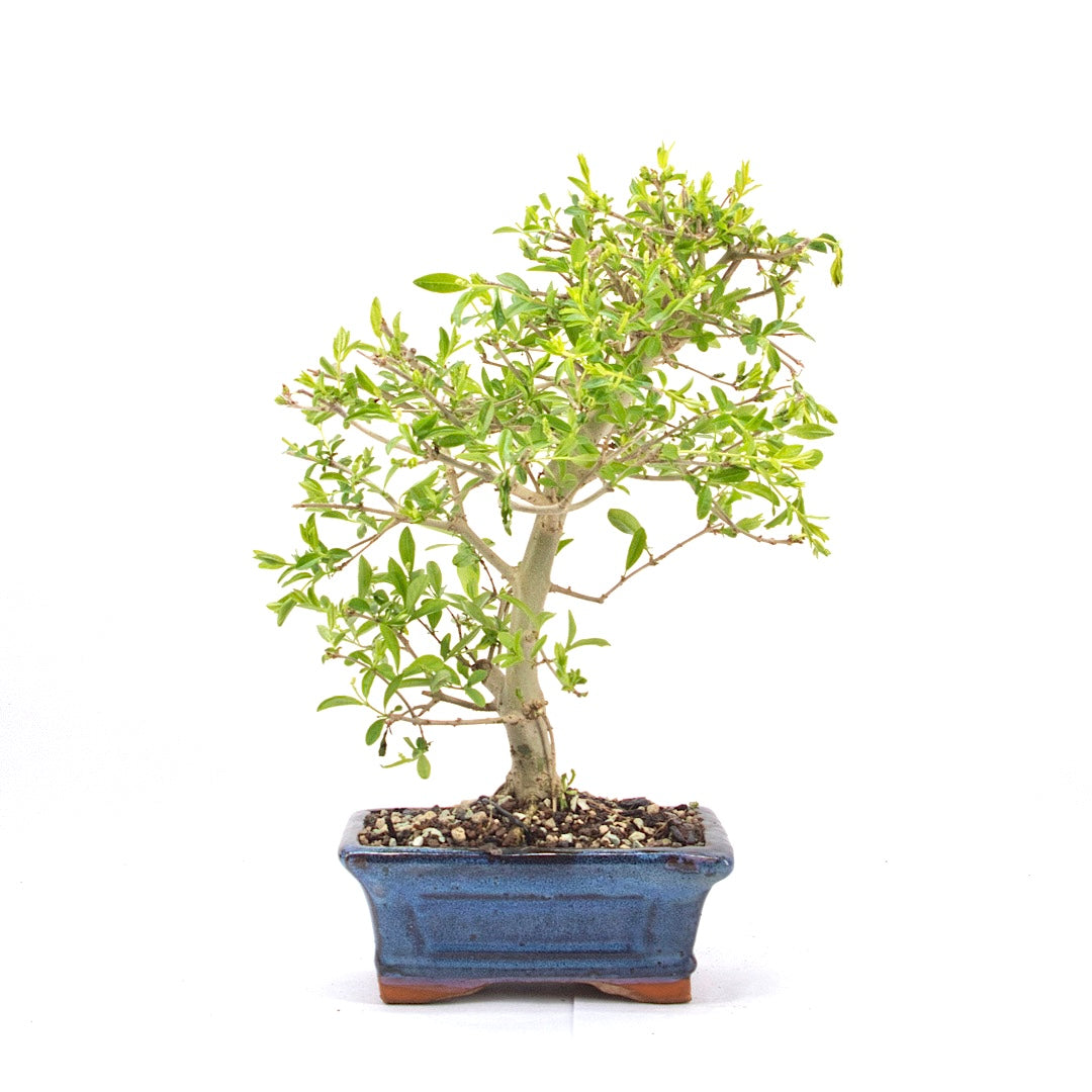 Gewöhnlichen Liguster ‚Ligustrum vulgare‘